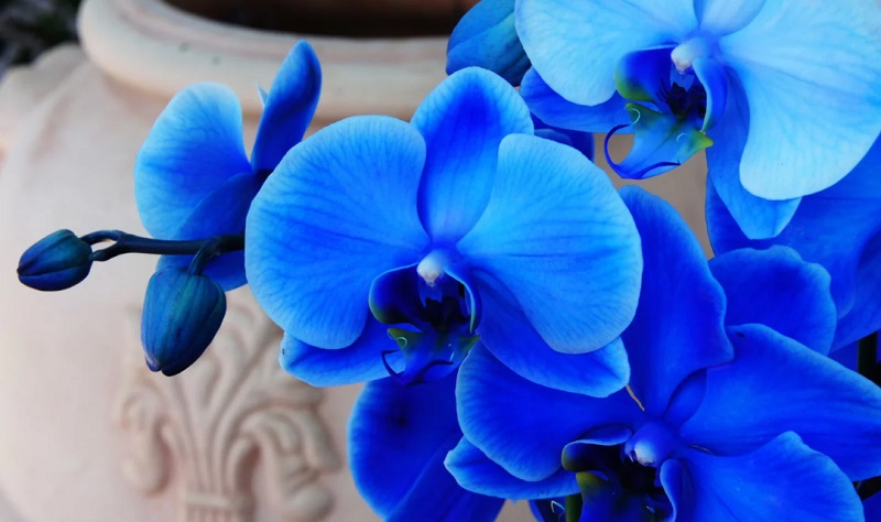 anggrek bulan biru