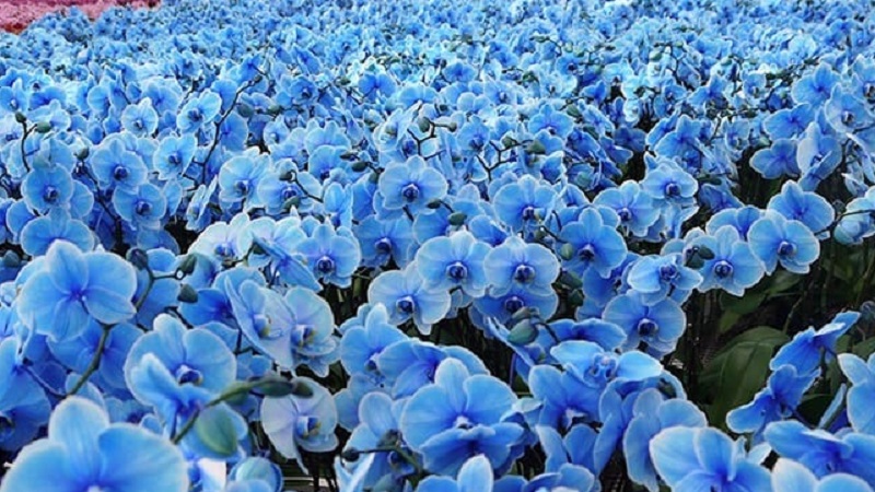 anggrek bulan biru