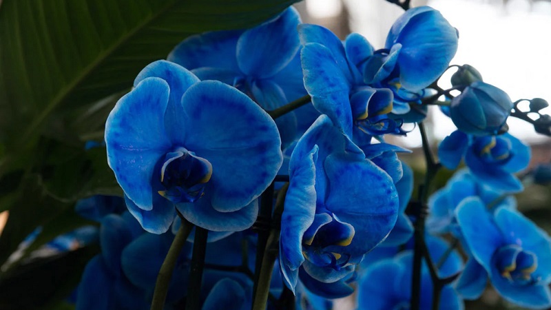 anggrek bulan biru