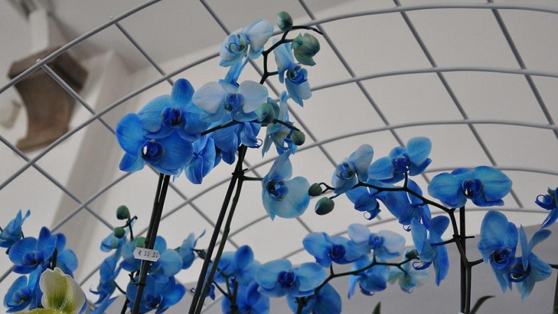 bunga anggrek bulan biru