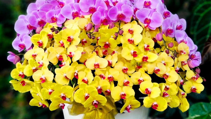anggrek bulan kuning