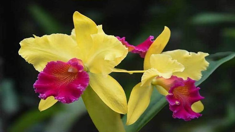anggrek cattleya
