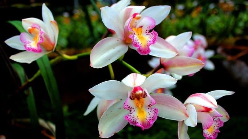 anggrek cattleya
