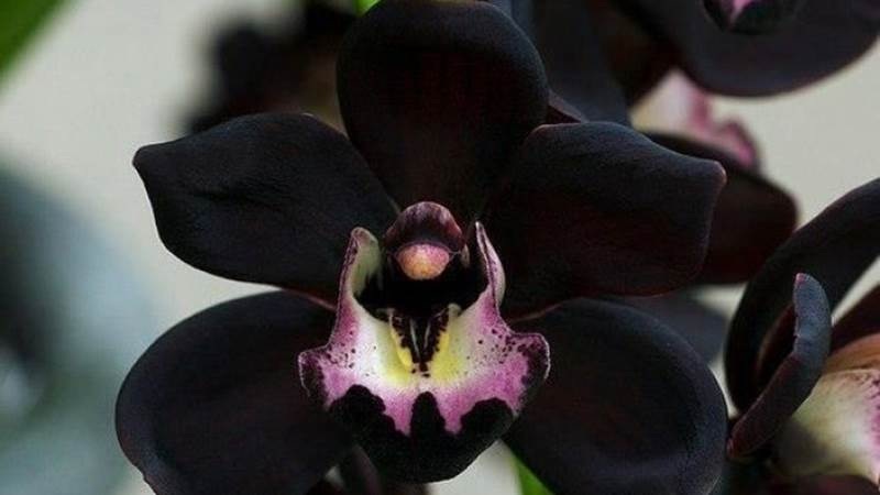 anggrek hitam