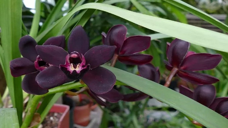 anggrek hitam