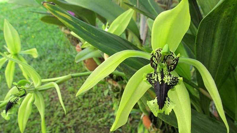 anggrek hitam kalimantan
