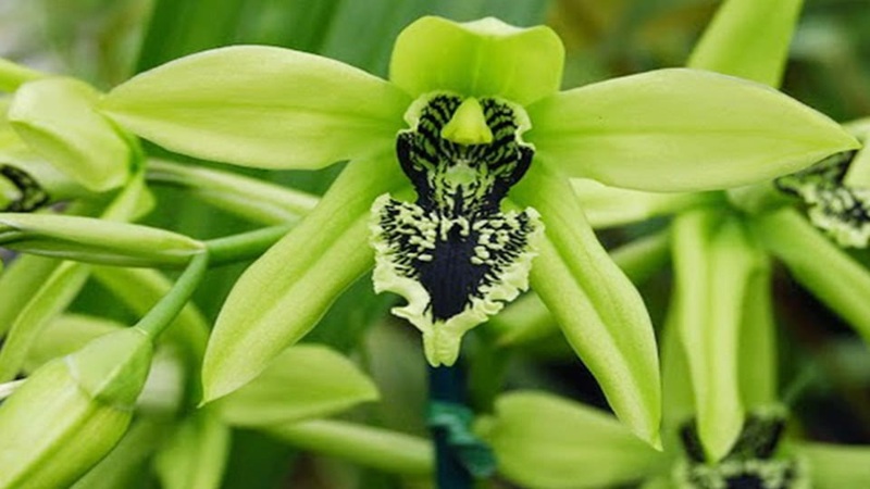 anggrek hitam kalimantan