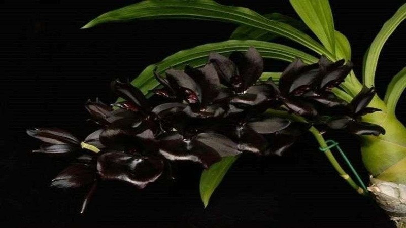 anggrek hitam papua