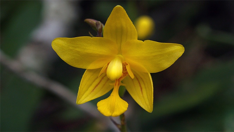 anggrek tanah kuning