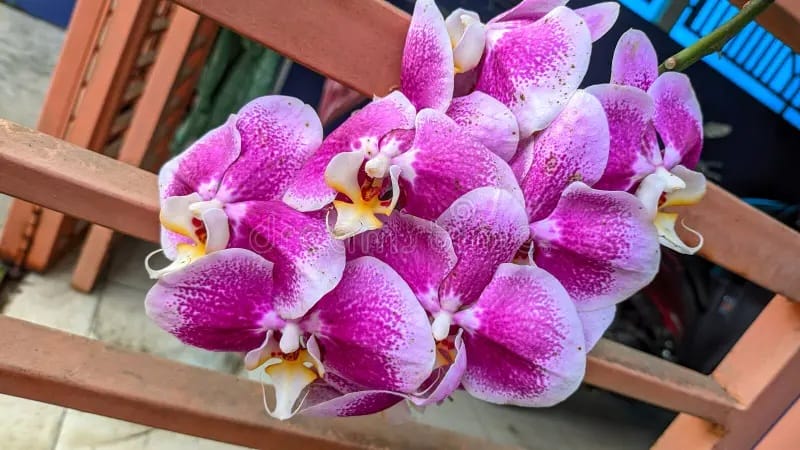 anggek indoor vs outdoor