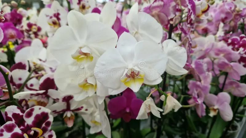 anggek indoor vs outdoor