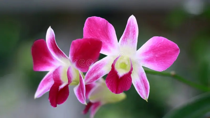 karangan bunga ulang tahun perusahaan​