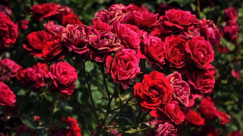 karangan bunga ulang tahun perusahaan​