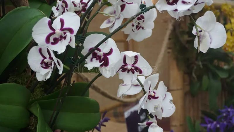 cara agar anggrek cepat berbunga