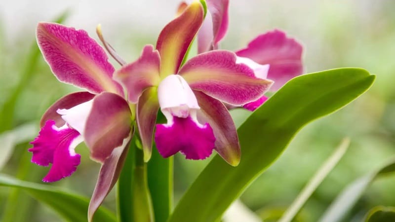 Cara Repotting Anggrek Cattleya