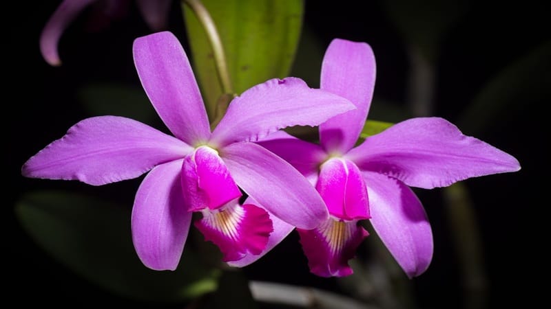 Cara Repotting Anggrek Cattleya