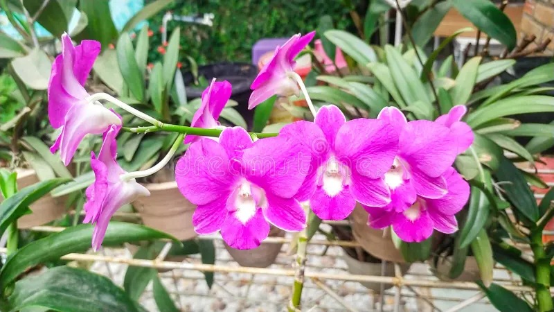 Cara Repotting Anggrek Dendrobium
