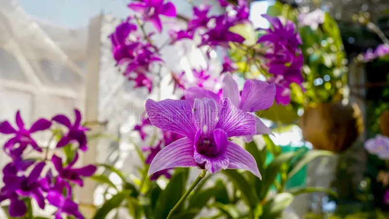 Cara Repotting Anggrek Dendrobium