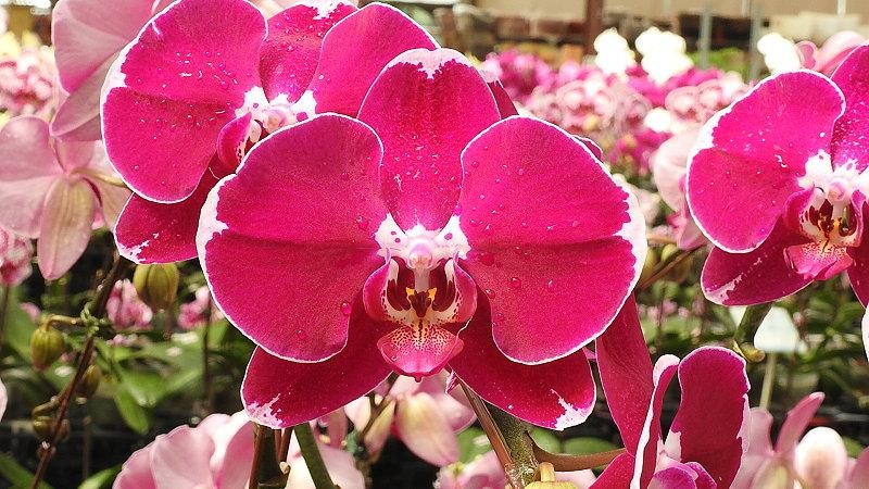 Cara Repotting Anggrek Bulan