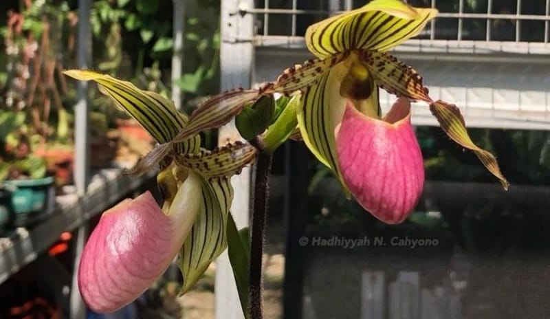 Anggrek Paphiopedilum