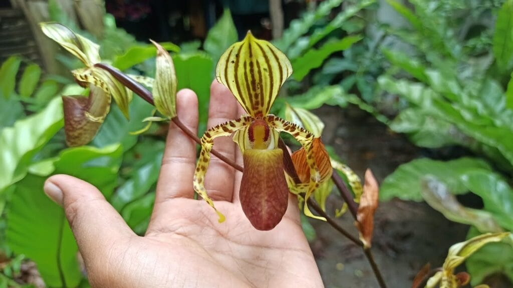 Anggrek Paphiopedilum