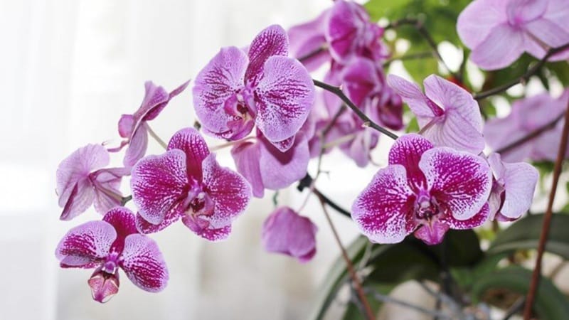 penyakit anggrek bulan