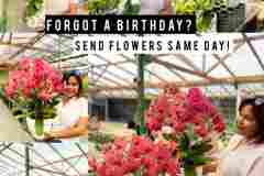 Bunga-Anggrek-Bulan-Puspa-Dewi-Flower-2