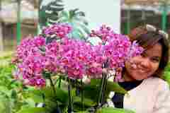Bunga-Anggrek-Bulan-Puspa-Dewi-Flower-4