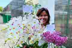 Bunga-Anggrek-Bulan-Puspa-Dewi-Flower-5