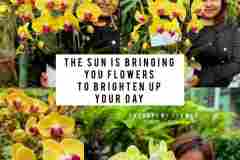 Bunga-Anggrek-Bulan-Puspa-Dewi-Flower