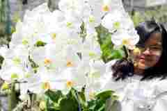 Bunga-Anggrek-Jakarta-Puspa-Dewi-Flower-2