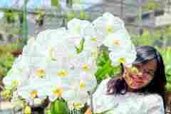 Bunga-Anggrek-Jakarta-Puspa-Dewi-Flower-5