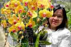 Bunga-Anggrek-Jakarta-Puspa-Dewi-Flower-6