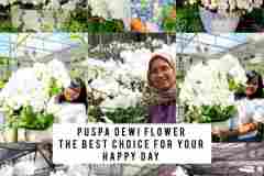 Bunga-Anggrek-Puspa-Dewi-Flower