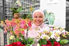 Jual-Anggrek-Bulan-Jakarta-Puspa-Dewi-Flower