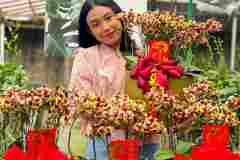 Jual-Anggrek-Bulan-Puspa-Dewi-Flower-2