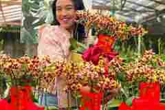 Jual-Anggrek-Bulan-Puspa-Dewi-Flower