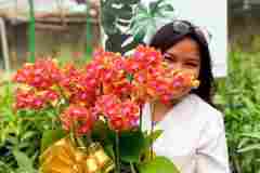 Jual-Anggrek-Jakarta-4