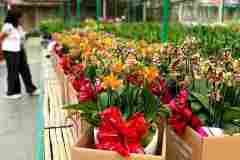 Jual-Anggrek-Jakarta-Puspa-Dewi-Flower-18