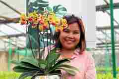 Jual-Anggrek-Jakarta-Puspa-Dewi-Flower-2