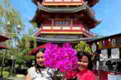 Jual-Anggrek-Jakarta-Puspa-Dewi-Flower-23
