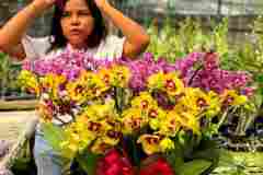 Jual-Anggrek-Jakarta-Puspa-Dewi-Flower-29