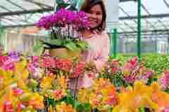 Jual-Anggrek-Jakarta-Puspa-Dewi-Flower-3