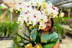 Jual-Anggrek-Jakarta-Puspa-Dewi-Flower-4