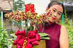 Jual-Anggrek-Jakarta-Puspa-Dewi-Flower-6