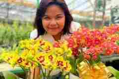 Jual-Anggrek-Jakarta