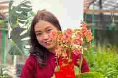 Jual-Bunga-Anggrek-Bulan-Puspa-Dewi-Flower-3