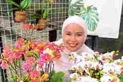 Jual-Bunga-Anggrek-Bulan-Puspa-Dewi-Flower