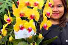 Jual-Bunga-Anggrek-Jakarta-Puspa-Dewi-Flower-2