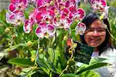 Jual-Bunga-Anggrek-Jakarta-Puspa-Dewi-Flower-3